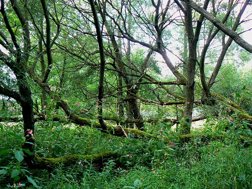 Weiden-Erlen-Bruchwald an den Eger-Mäandern
