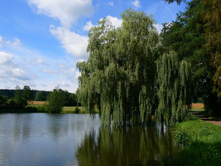 Der Kappelweiher in Marktleuthen im Fichtelgebirge