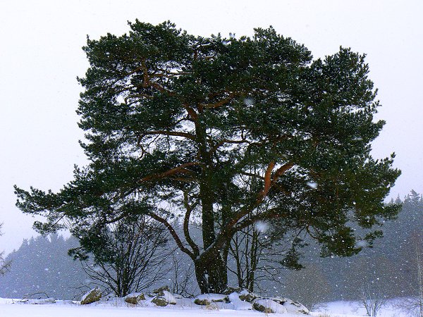 Der Wetterbaum im Winter