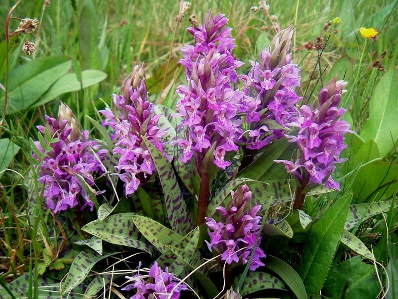 Breitblttriges Knabenkraut (Dactylorhiza majalis)